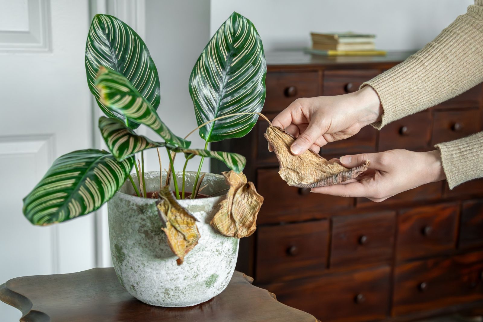 How To Prevent Dry Utah Air From Destroying Your Houseplants This December